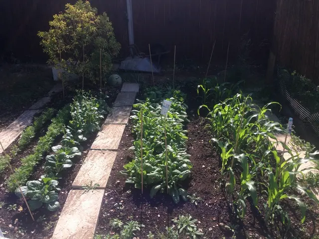 USDA Zone Maps in Minnesota: Chart Showing Suitable Planting Zones Across Minnesota